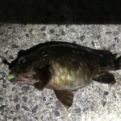 愛知県　りんくう釣り護岸メバリング【がまかつ LUXXE宵姫　インプレッション】