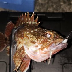 大潮ナイトライトゲーム【がまかつ LUXXE宵姫　インプレッション】