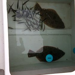 フィッシングボートACE（エース） 釣果