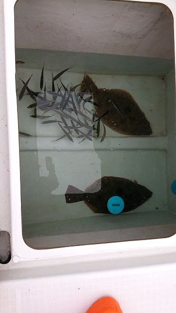 フィッシングボートACE（エース） 釣果