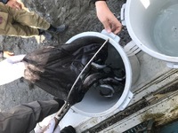 秩父フライフィールド 釣果