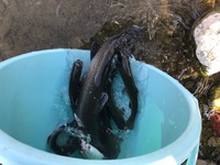 秩父フライフィールド 釣果