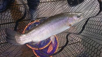 フィッシング サンクチュアリ 釣果