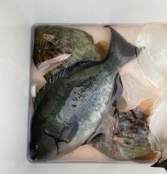 千津丸 釣果