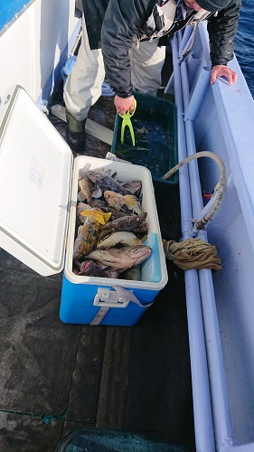 小樽港遊漁船ＳＨＡＫＥ 釣果