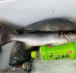 千津丸 釣果