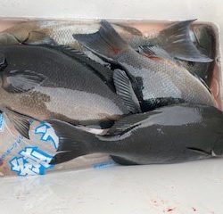 千津丸 釣果