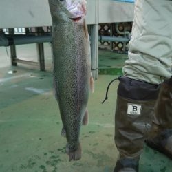 としまえんフィッシングエリア 釣果