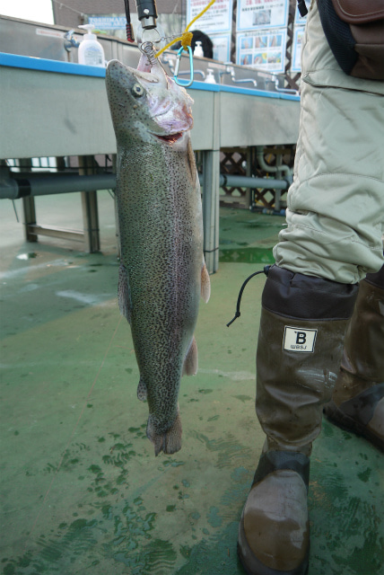 としまえんフィッシングエリア 釣果