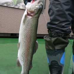 としまえんフィッシングエリア 釣果