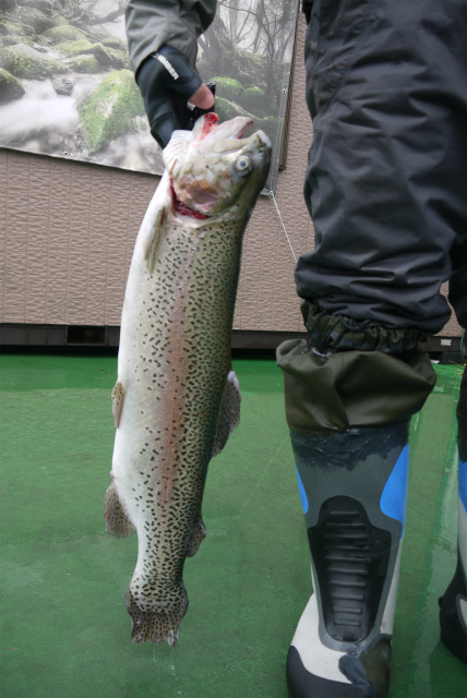 としまえんフィッシングエリア 釣果