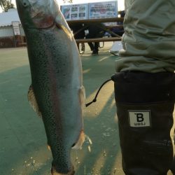 としまえんフィッシングエリア 釣果