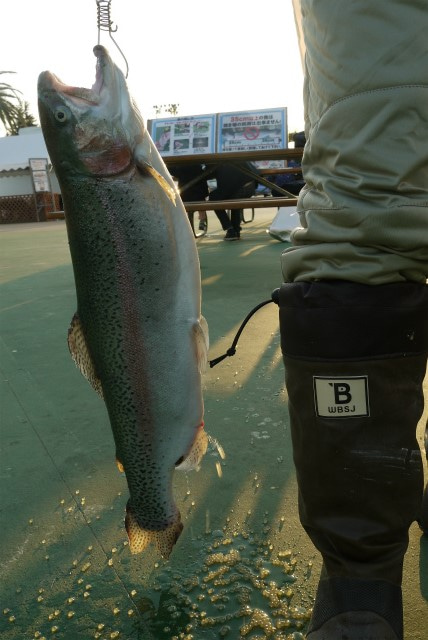 としまえんフィッシングエリア 釣果