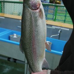 としまえんフィッシングエリア 釣果