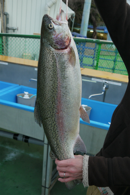 としまえんフィッシングエリア 釣果