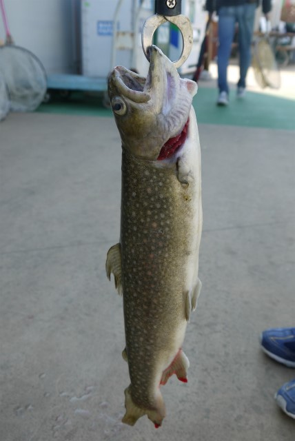 としまえんフィッシングエリア 釣果