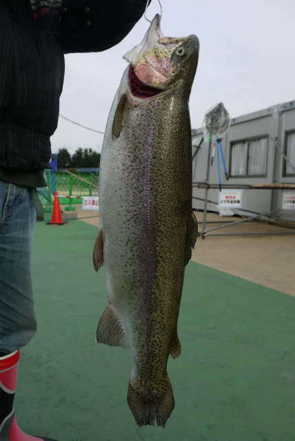 としまえんフィッシングエリア 釣果
