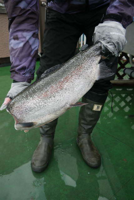 としまえんフィッシングエリア 釣果