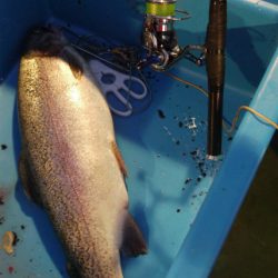 としまえんフィッシングエリア 釣果