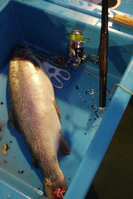 としまえんフィッシングエリア 釣果