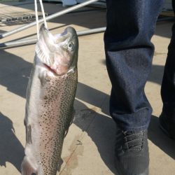 としまえんフィッシングエリア 釣果