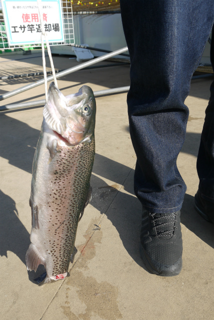 としまえんフィッシングエリア 釣果