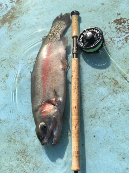 としまえんフィッシングエリア 釣果