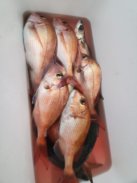 海晴丸 釣果
