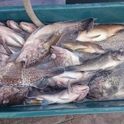 小樽港遊漁船SHAKE 釣果