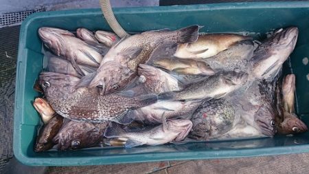 小樽港遊漁船SHAKE 釣果