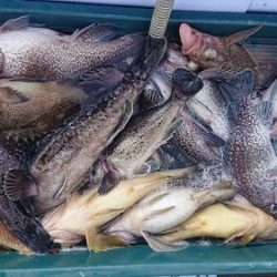 小樽港遊漁船SHAKE 釣果