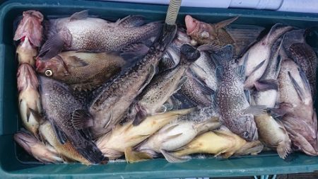 小樽港遊漁船ＳＨＡＫＥ 釣果