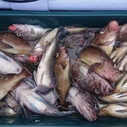 小樽港遊漁船SHAKE 釣果