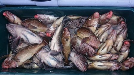 小樽港遊漁船SHAKE 釣果