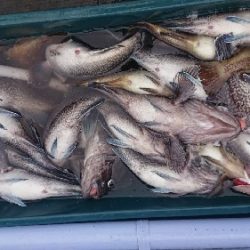 小樽港遊漁船SHAKE 釣果