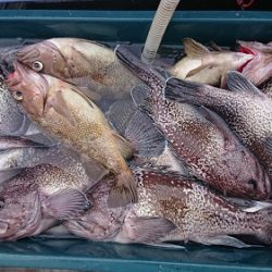 小樽港遊漁船ＳＨＡＫＥ 釣果