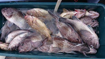 小樽港遊漁船ＳＨＡＫＥ 釣果