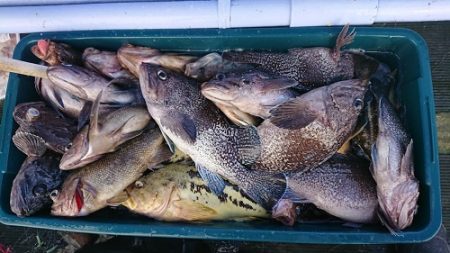 小樽港遊漁船SHAKE 釣果