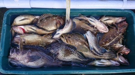 小樽港遊漁船ＳＨＡＫＥ 釣果