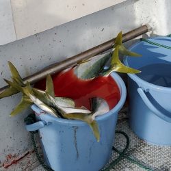 LUSTER『ラスター』 釣果