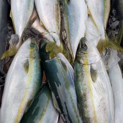 LUSTER『ラスター』 釣果