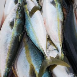 LUSTER『ラスター』 釣果