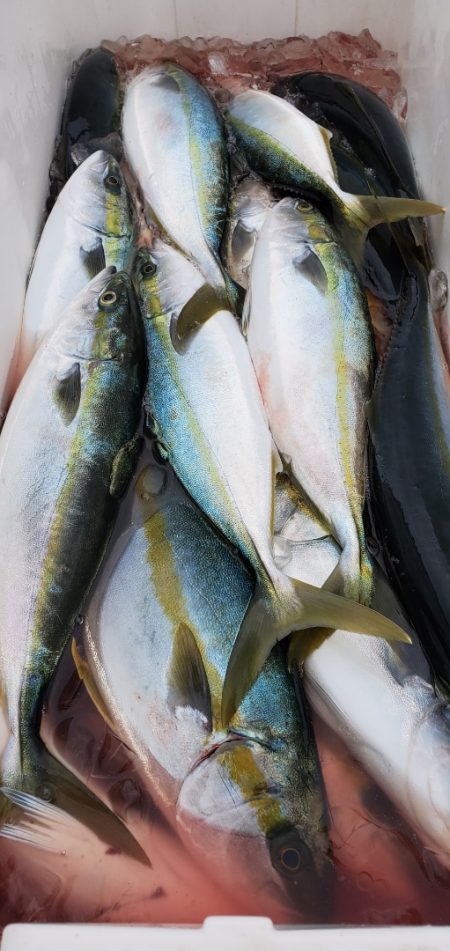 LUSTER『ラスター』 釣果