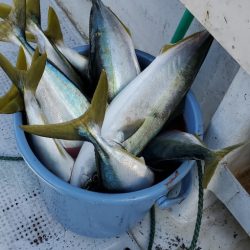 LUSTER『ラスター』 釣果