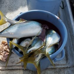 LUSTER『ラスター』 釣果