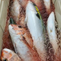 LUSTER『ラスター』 釣果