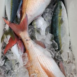 LUSTER『ラスター』 釣果