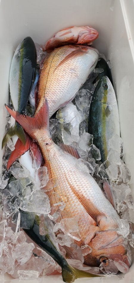 LUSTER『ラスター』 釣果