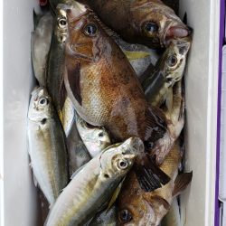 海龍丸（石川） 釣果