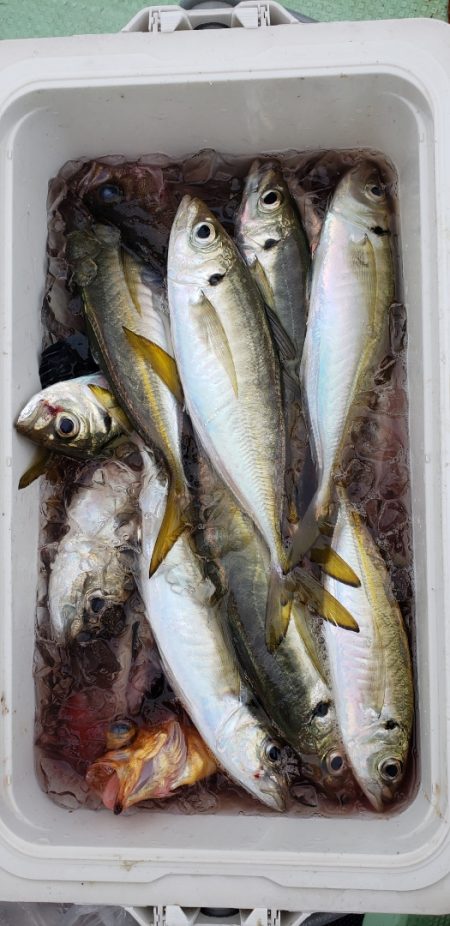 海龍丸（石川） 釣果